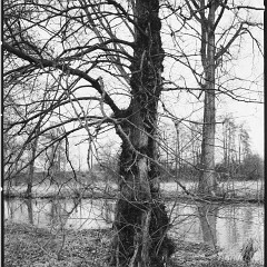 DSC6157 : Cernice, Foma400, HC, Mamiya7, Plzen, Reka