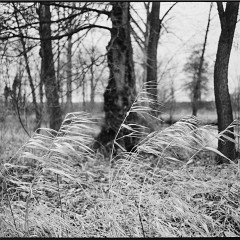 DSC6158 : Cernice, Foma400, HC, Mamiya7, Plzen, Reka