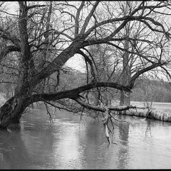 DSC6160 : Cernice, Foma400, HC, Mamiya7, Plzen, Reka