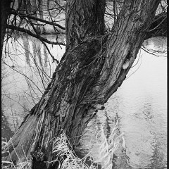 DSC6161 : Cernice, Foma400, HC, Mamiya7, Plzen, Reka