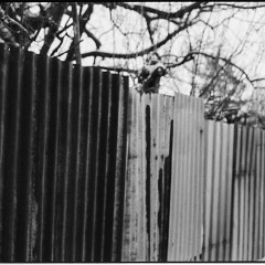 DSC6175 : Foma200, Mamiya7, Myto