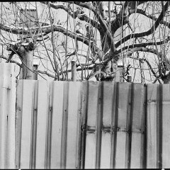DSC6176 : Foma200, Mamiya7, Myto