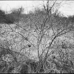DSC6182 : Foma200, Mamiya7, Plzen