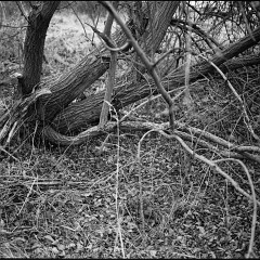 DSC6184 : Foma200, Mamiya7, Plzen