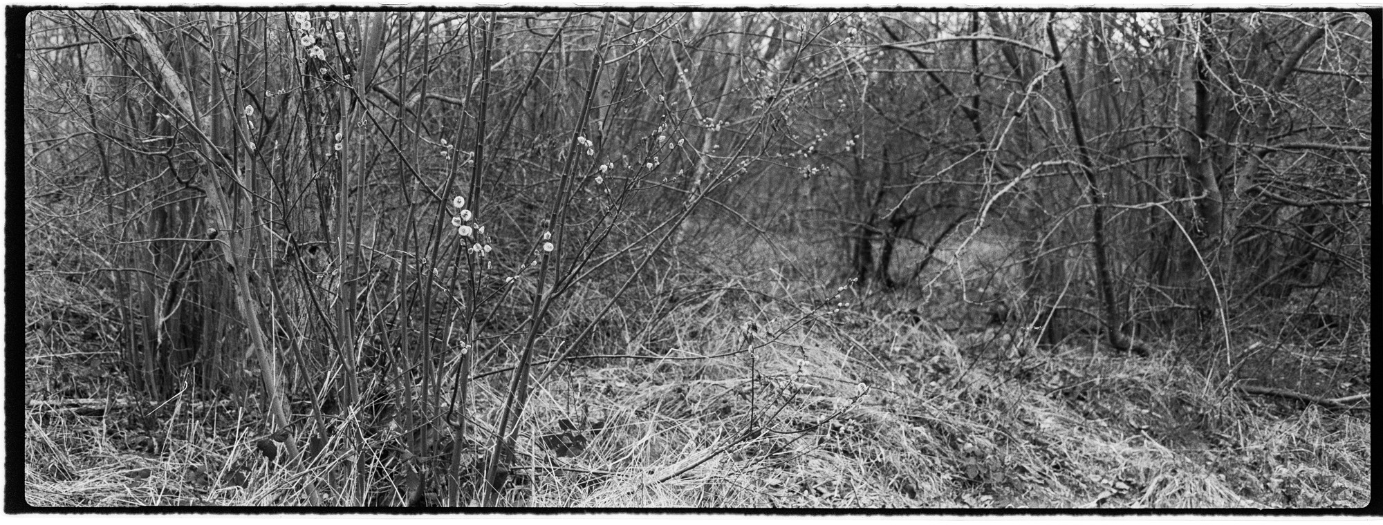 67pan-bw-2024-007-02