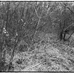 67pan-bw-2024-007-02 : 7:30min, IlfordD400, IlfotecHC 1:31, Mamiya7, Pano, Plzen