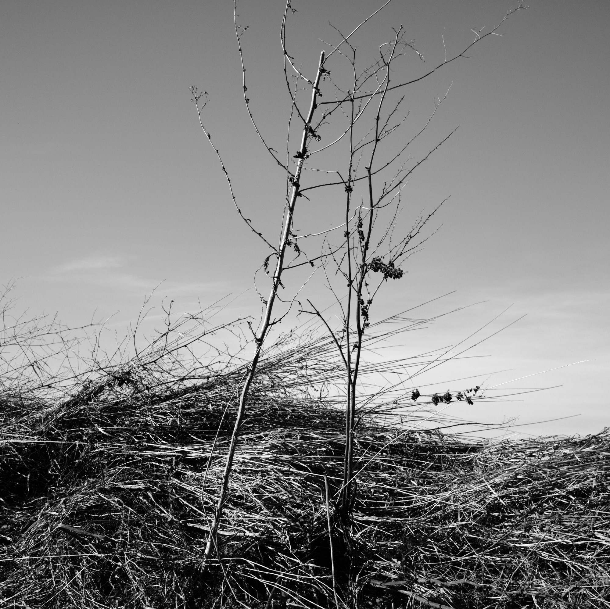 2011-02-07-3144