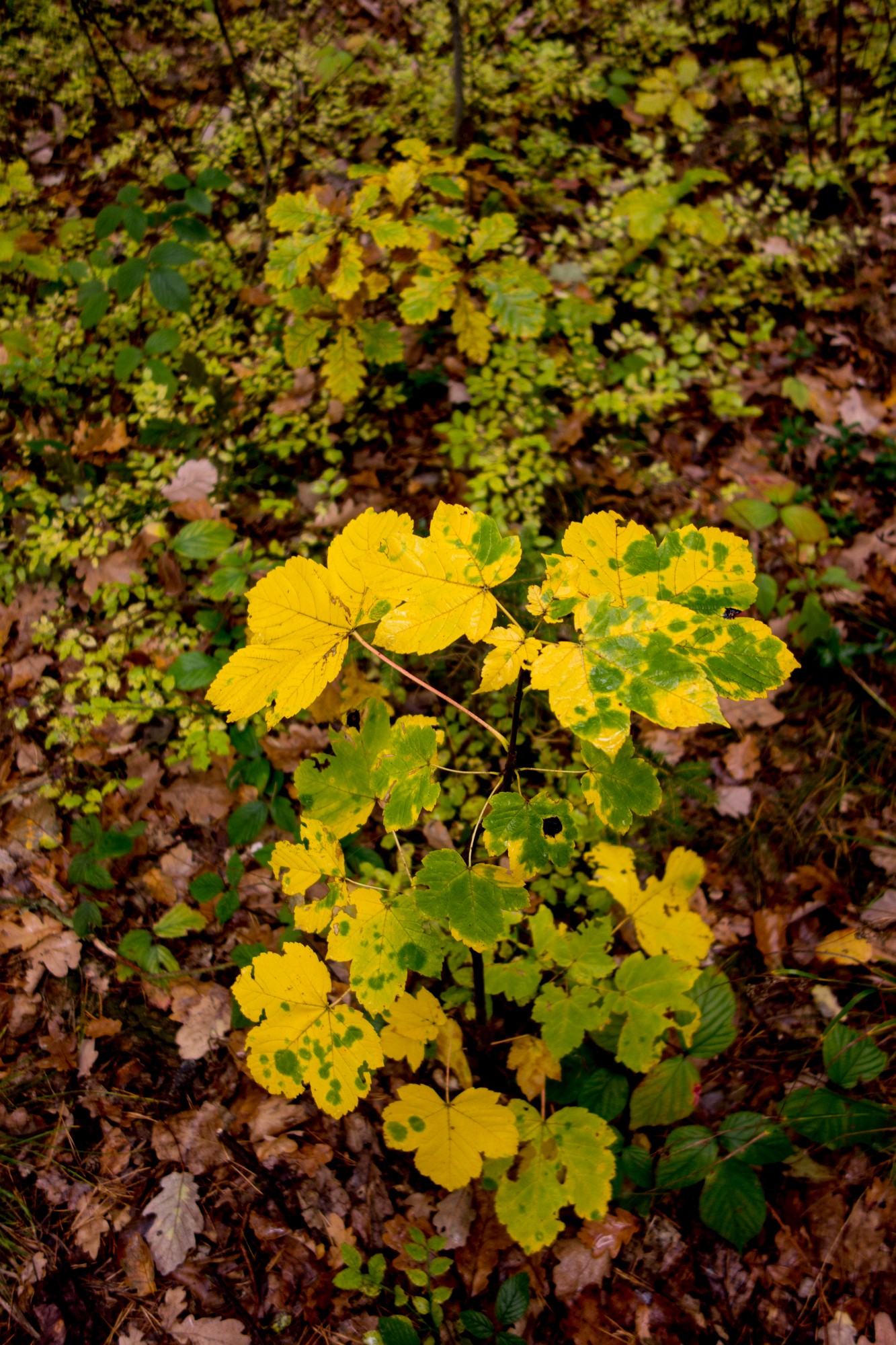 2012-10-20-6891