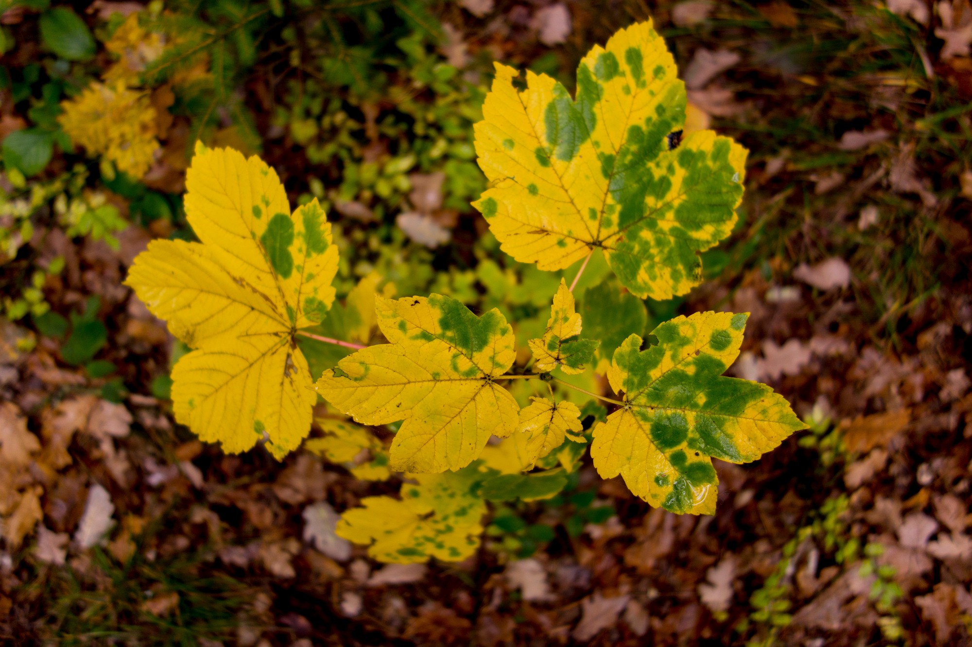 2012-10-20-6894