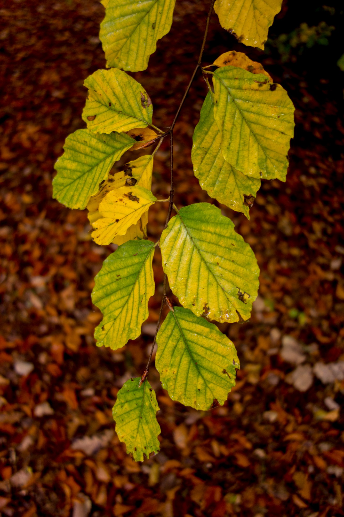 2012-10-20-6898