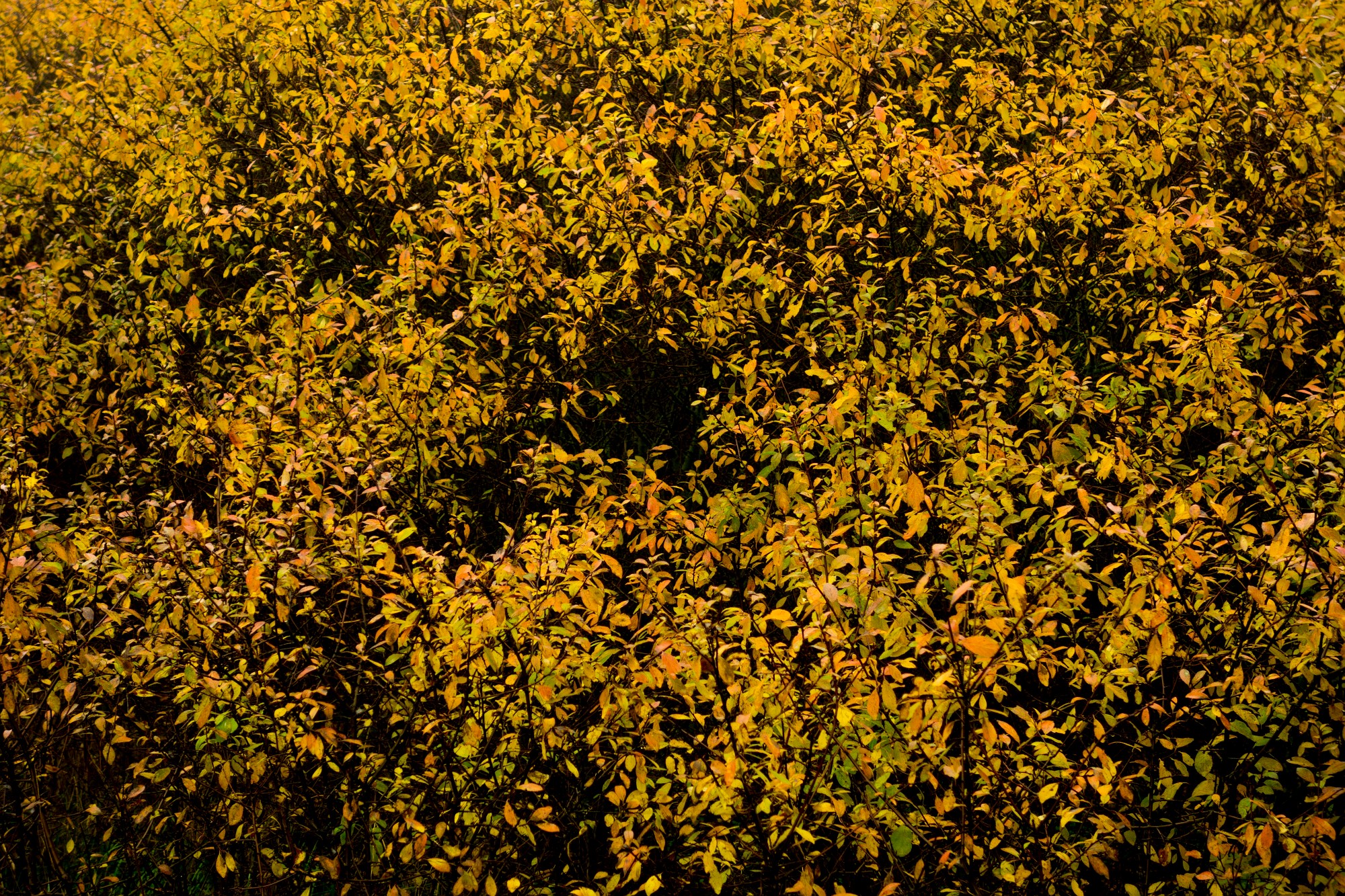 2012-10-20-6951