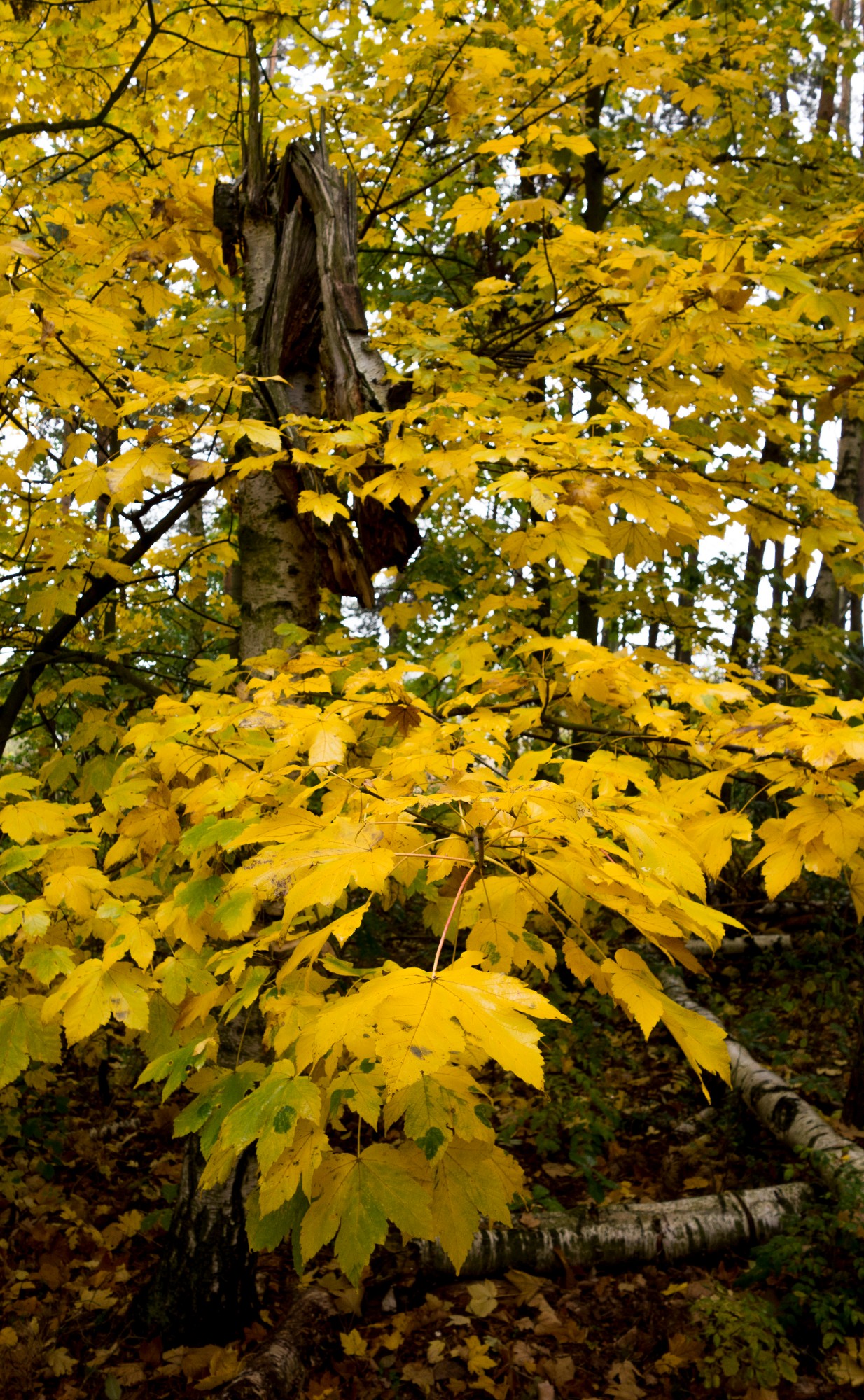 2012-10-20-6970
