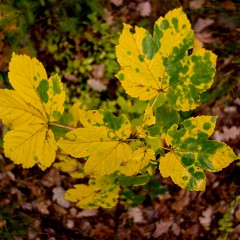 2012-10-20-6894