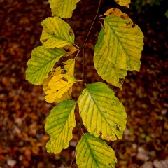 2012-10-20-6898