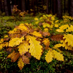 2012-10-20-6899