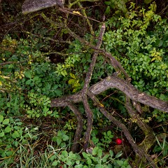 2012-10-20-6911