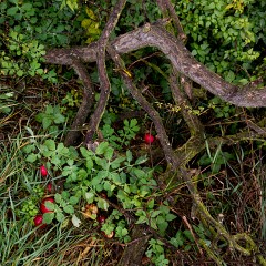 2012-10-20-6912