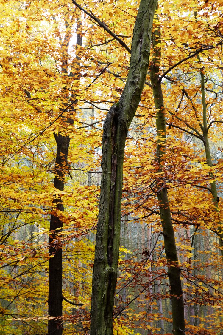 2011-10-29-6208