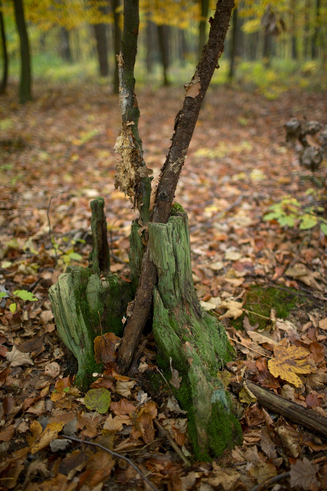 2011-10-29-6240
