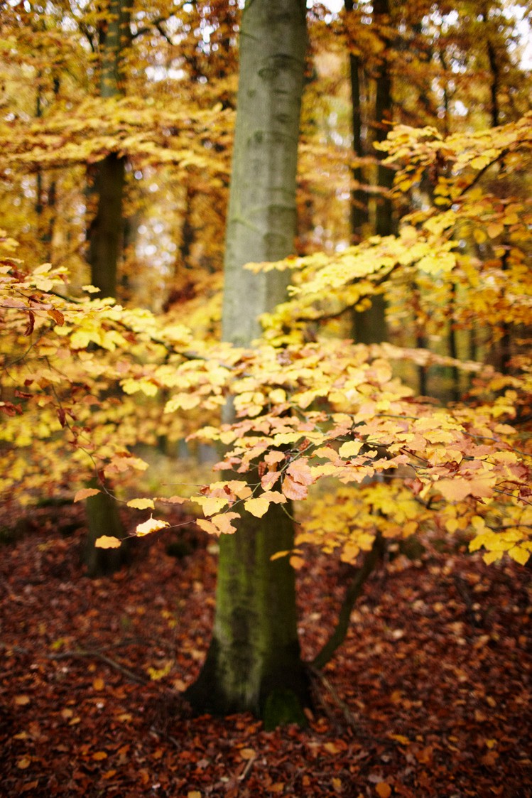 2011-10-29-6247