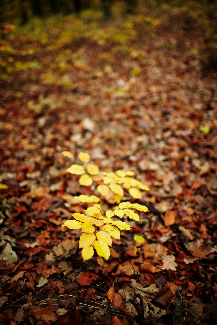 2011-10-29-6262