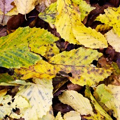 2011-10-29-6172