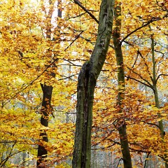 2011-10-29-6208