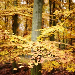 2011-10-29-6247