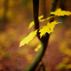 2011-10-29-6250